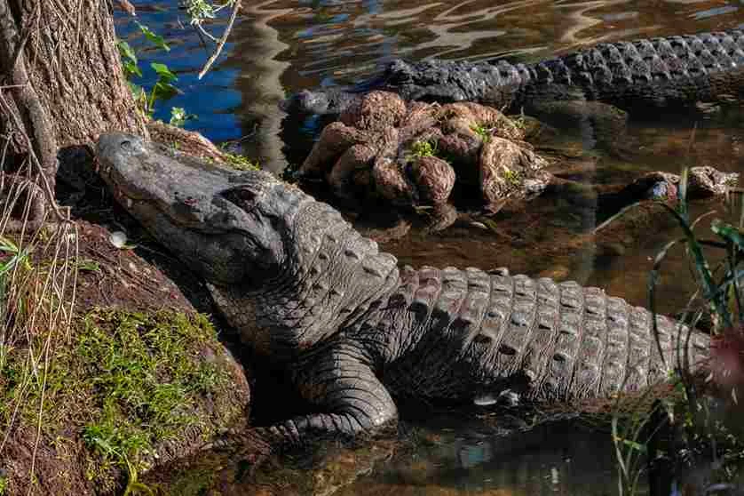 American Alligator Habitats | Swamp Fever Airboat Adventures