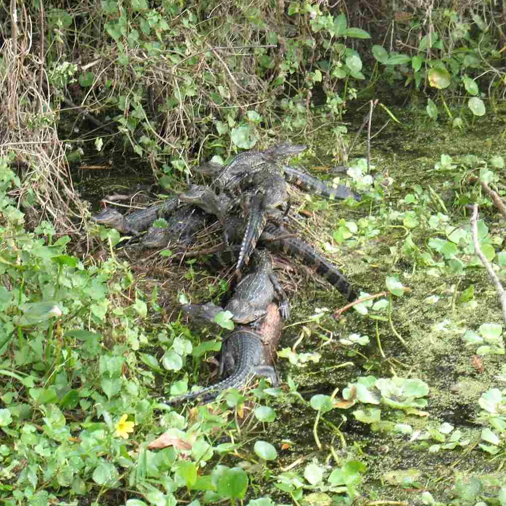 Top Four Interesting Characteristics Of Alligators - Swamp Fever Airboat Adventures