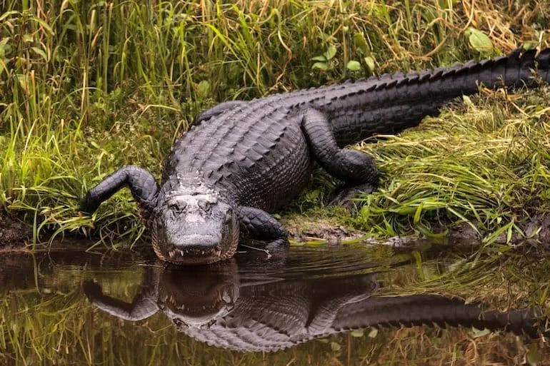 How Fast Are Alligators On Land - Swmap Fever Airboat Adventures