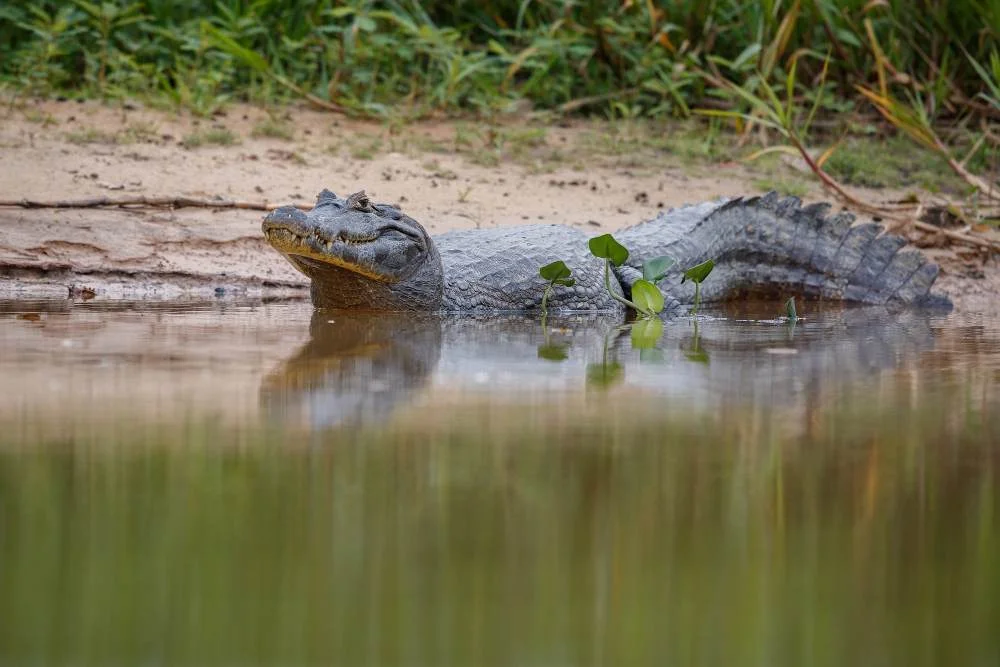 Alligator Life Expectancy | Swamp Fever Aiboat Adventures
