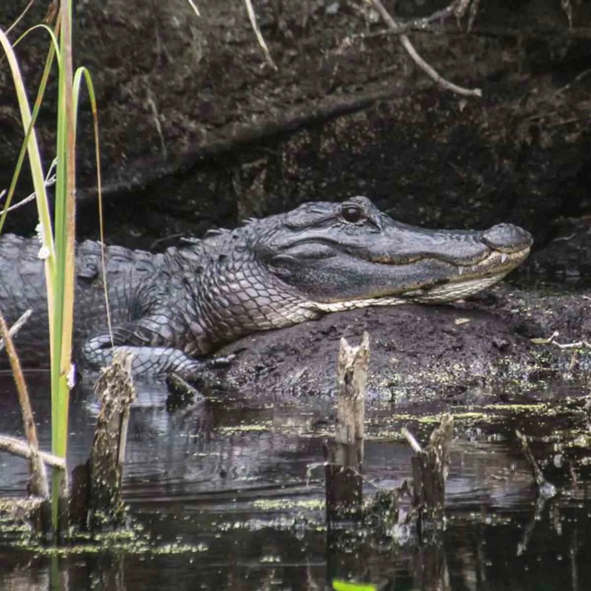 Alligator Vs Crocodile - Swamp Fever Airboat Adventures
