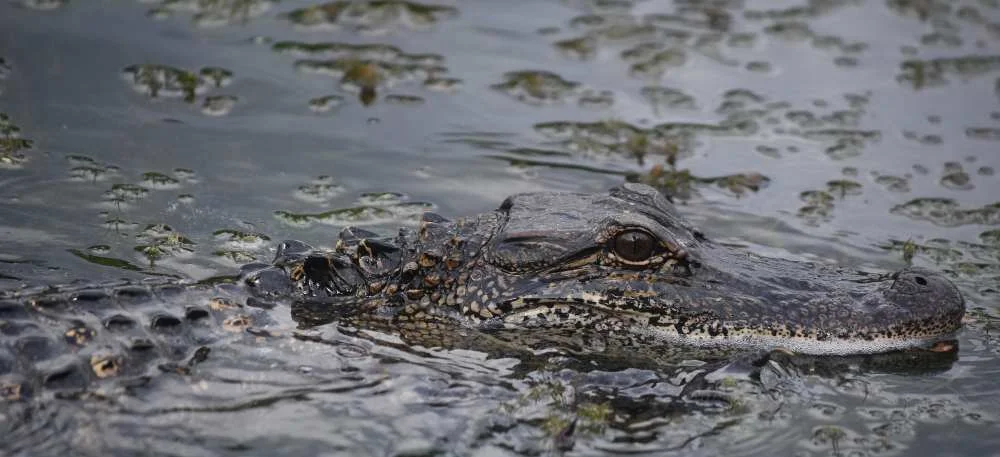 Where Alligators Live | Swamp Fever Airboat Adventures