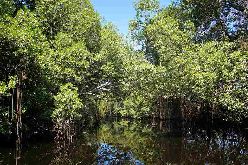 Where Are Swamps Located | Swamp Fever Aiboat Adventures