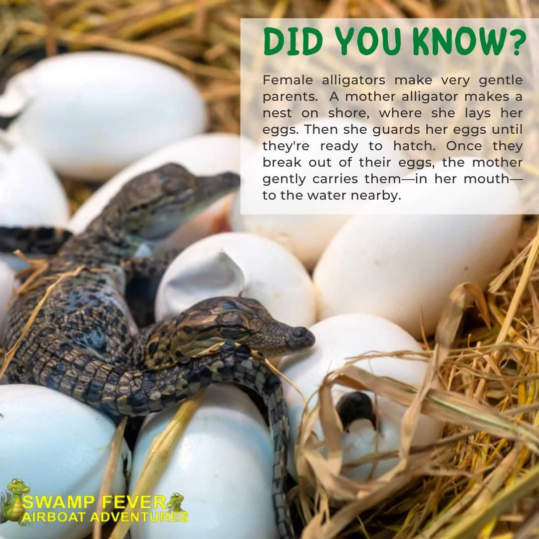 Alligators Lay Eggs - Swamp Fever Airboat Adventures