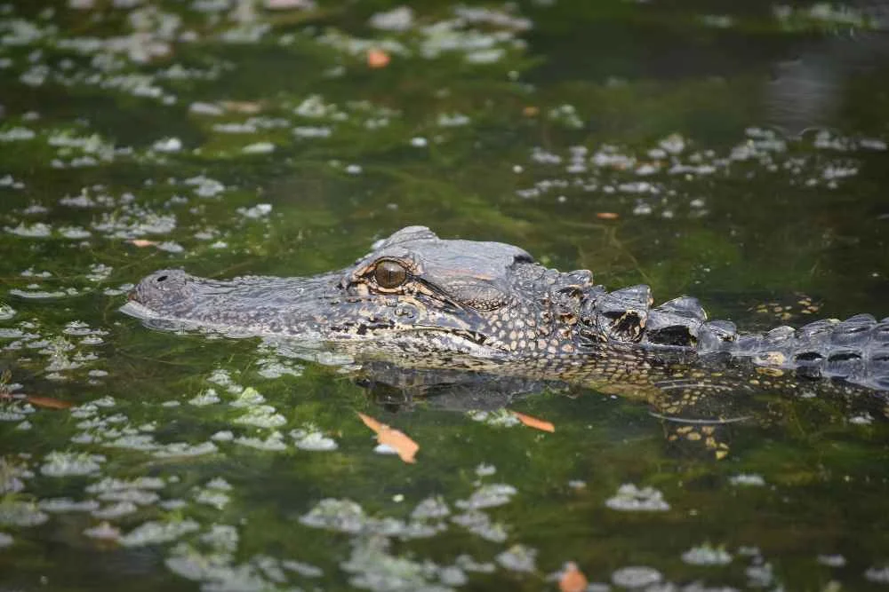 When Do Alligators Eat | Swamp Fever Aiboat Adventures