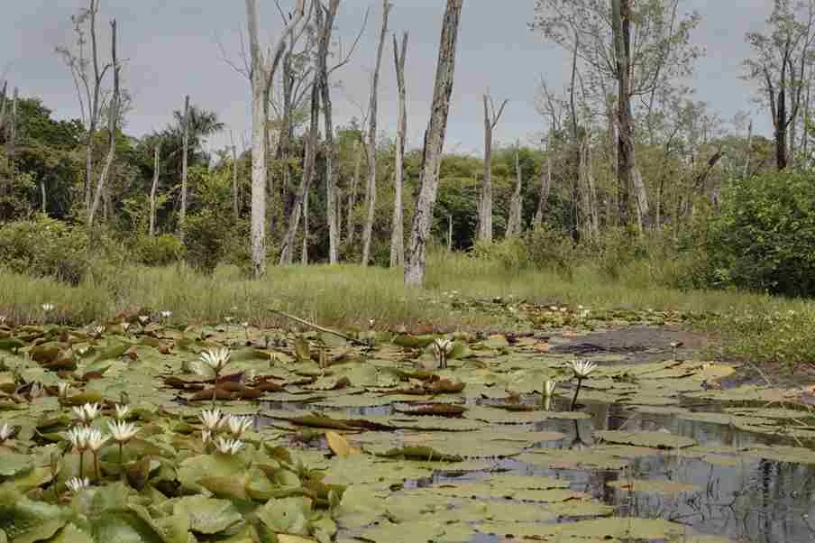 Facts About Swamps | Swamp Fever Airboat Adventures