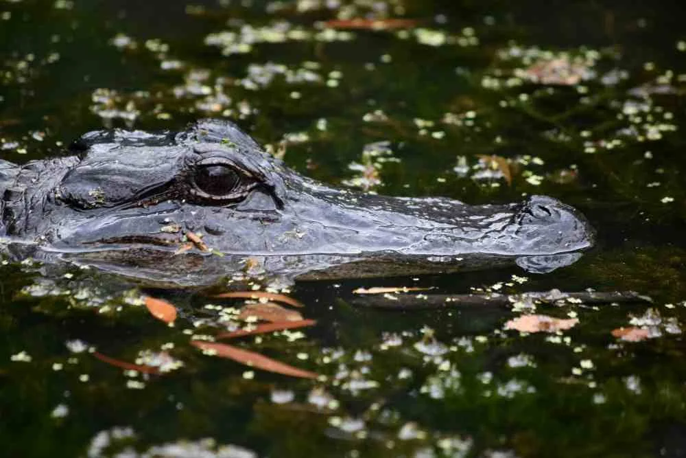 What Alligators Eat | Swamp Fever Aiboat Adventures