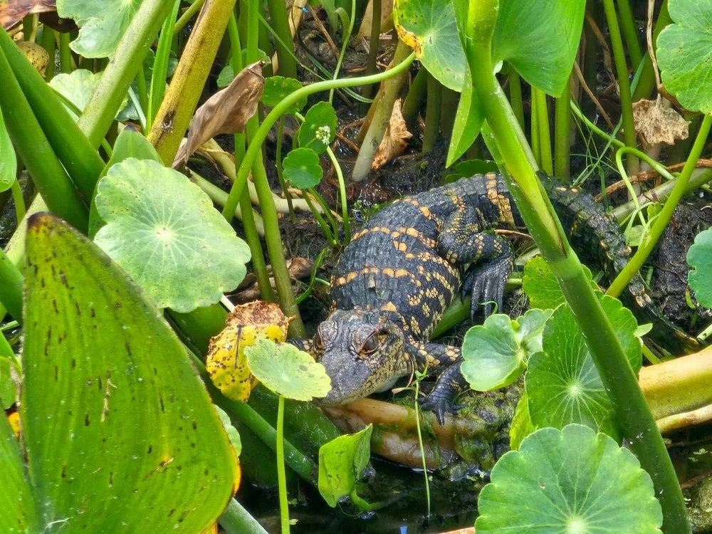 Gator Life Cycle | Swamp Fever