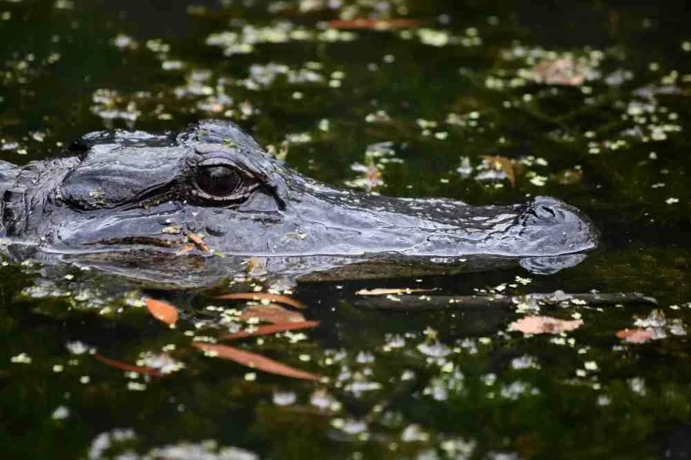 Do Alligators Migrate | Swamp Fever Airboat Adventures