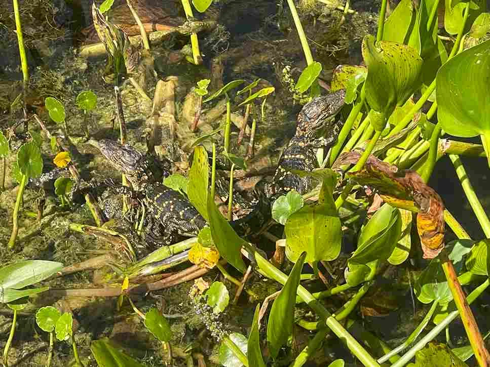 How Many Babies Do Alligators Have | Swamp Fever Airboat Adventures