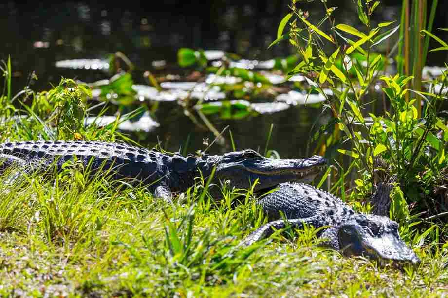 When Do Alligators Mate | Swamp Fever Airboat Adventures