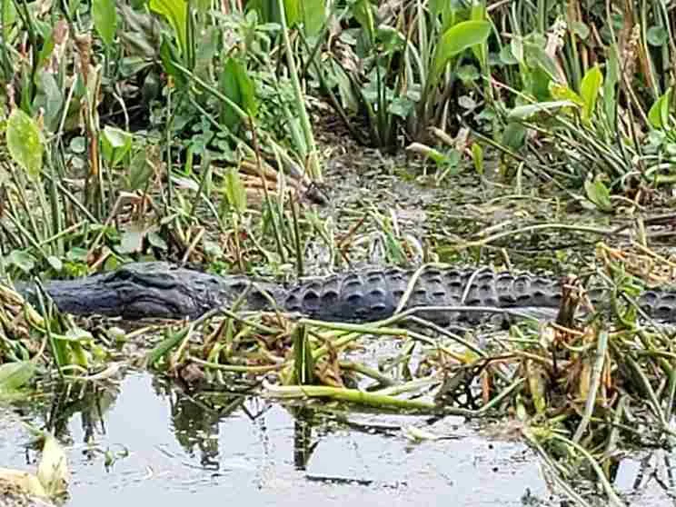 Where Are Alligators Located | Swamp Fever Airboat Adventures
