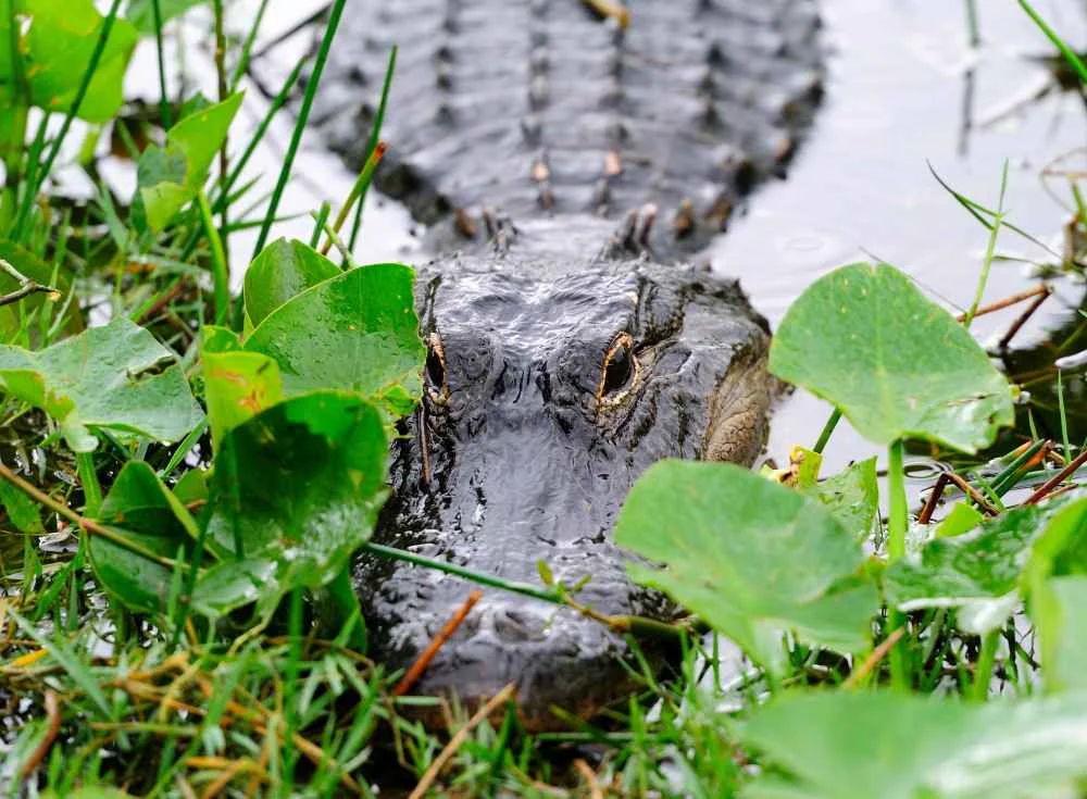 Alligator Parks In Orlando | Swamp Fever Airboat Adventures