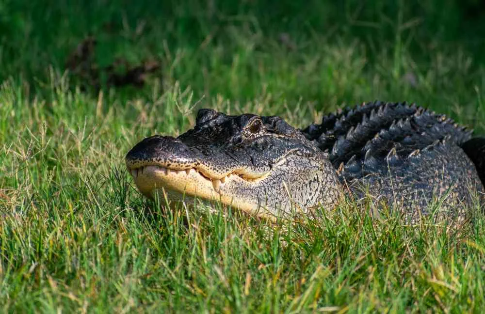 How Old Are Alligators | Swamp Fever Aiboat Adventures