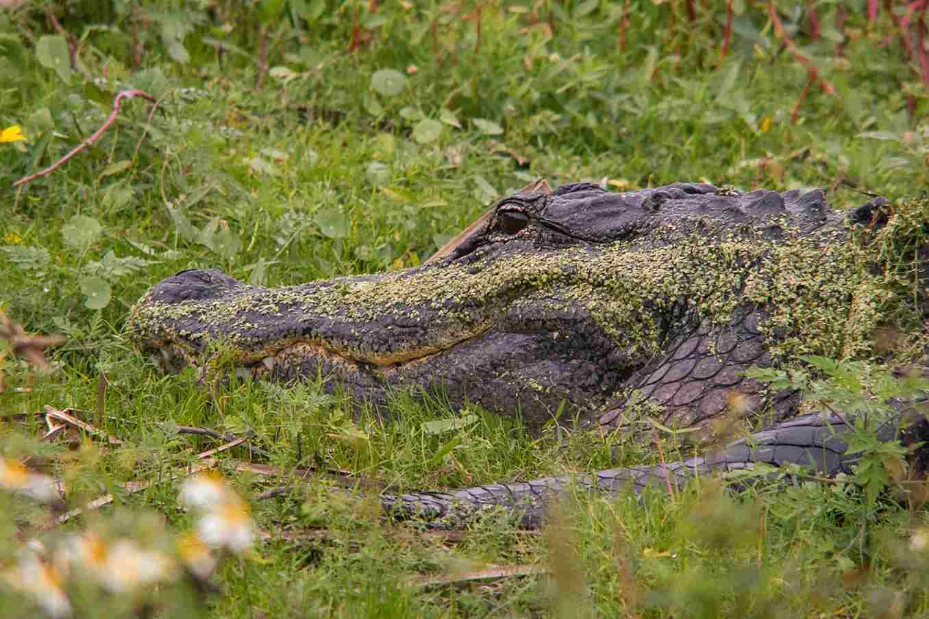 Where Can You Find The Largest Alligator In The World | Swamp Fever Airboat Adventures