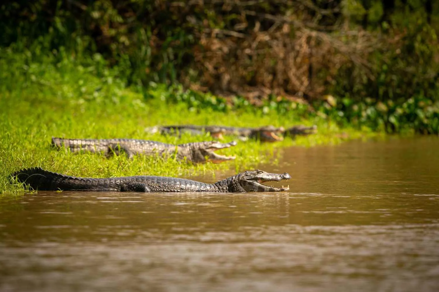 What Do American Alligators Eat - Swamp Fever Airboat Adventures
