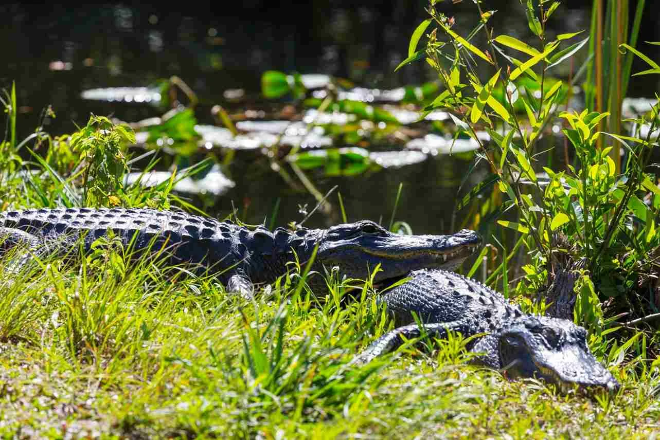 Alligator In Orlando Florida | Swamp Fever Airboat Adventures