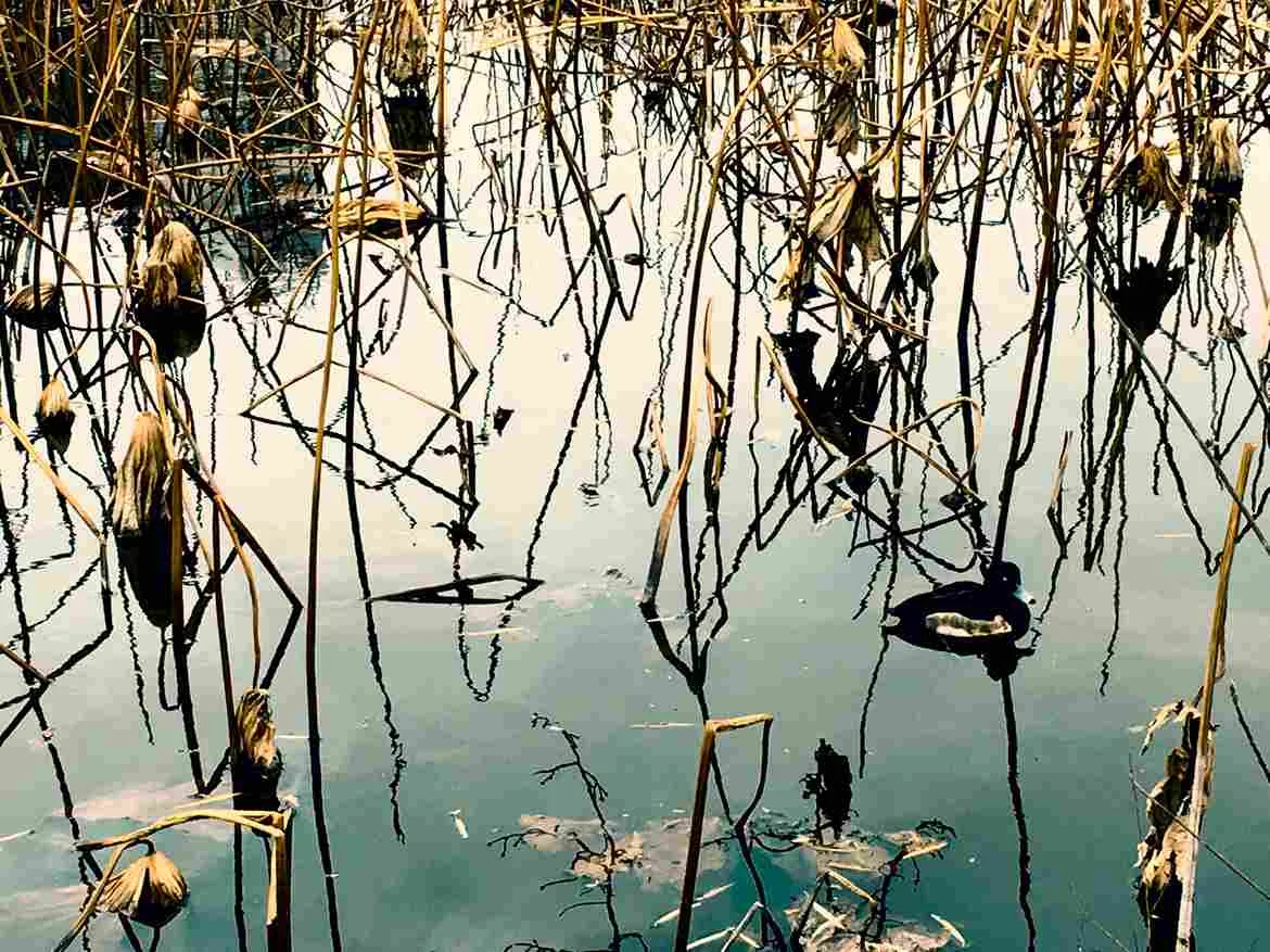 Black Water Swamp Florida | Swamp Fever Airboat Adventures