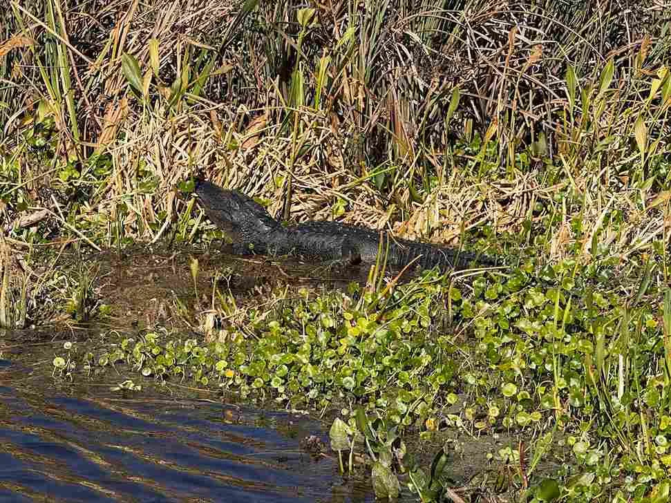 What Is The Alligator Scientific Name - Swamp Fever Airboat Adventures