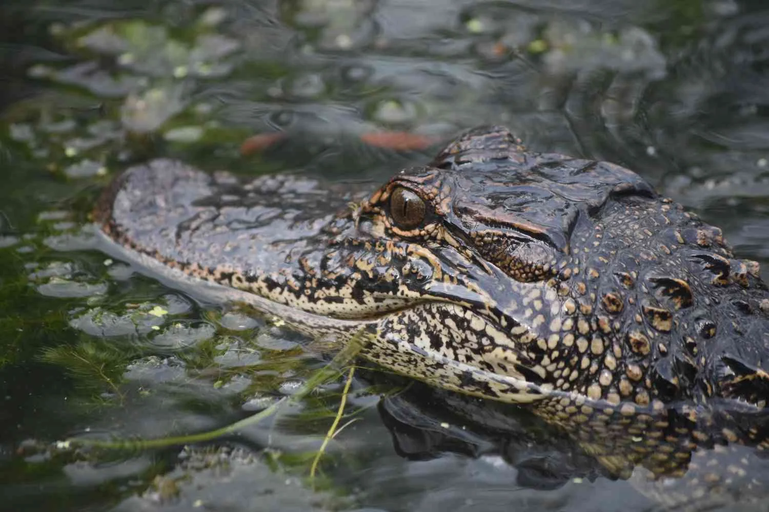 Can Alligators Live In Saltwater - Swamp Fever Airboat Adventures