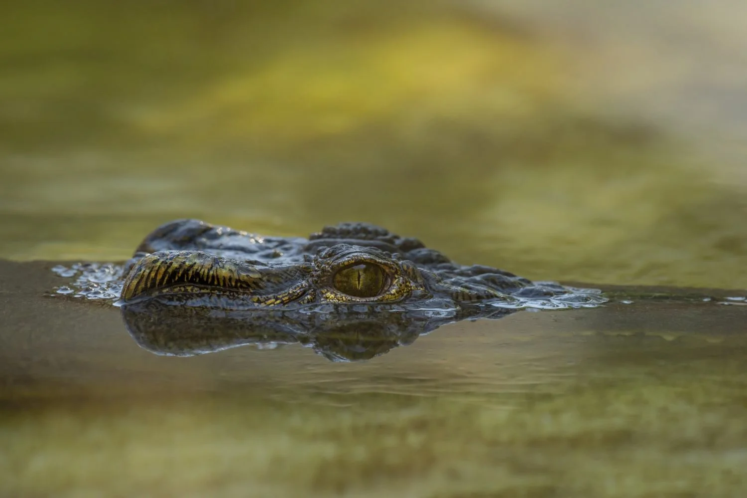Do Alligators Hibernate - Swamp Fever Airboat Adventures