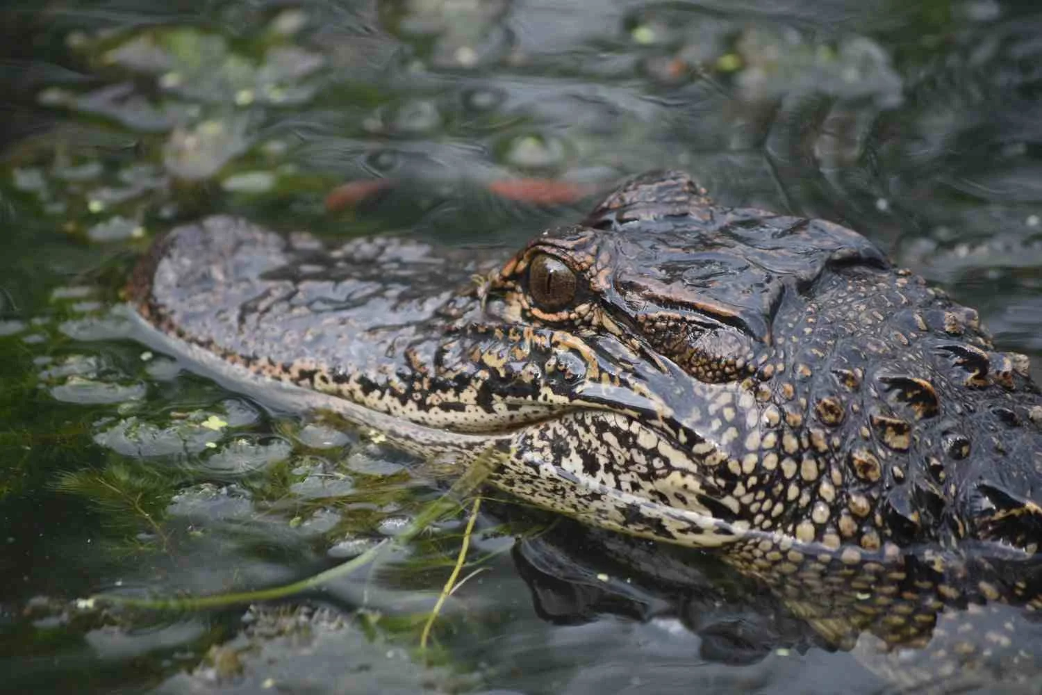 What Sound Does An Alligator Make - Swamp Fever Airboat Adventures