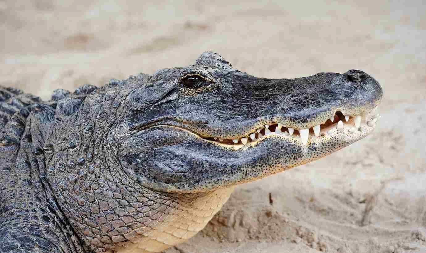 Are Crocodiles Or Alligators More Dangerous - Swamp Fever Airboat Adventures