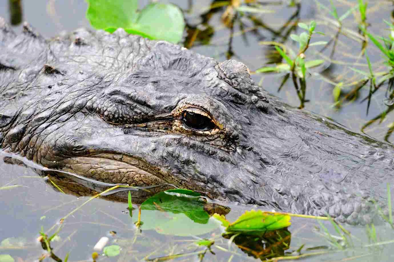 Facts About Alligators - Swamp Fever Airboat Adventures