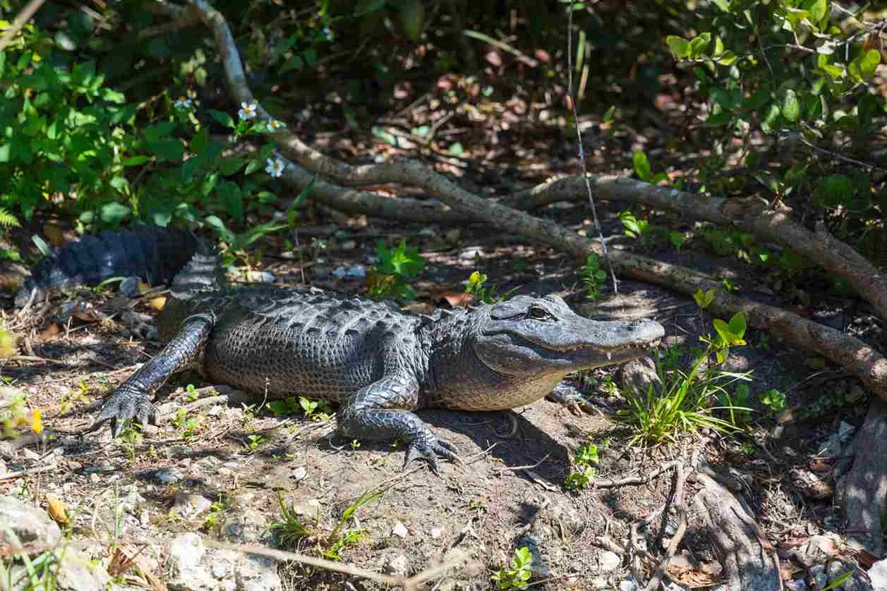 Florida Wild Animals - Swamp Fever Airboat Adventures