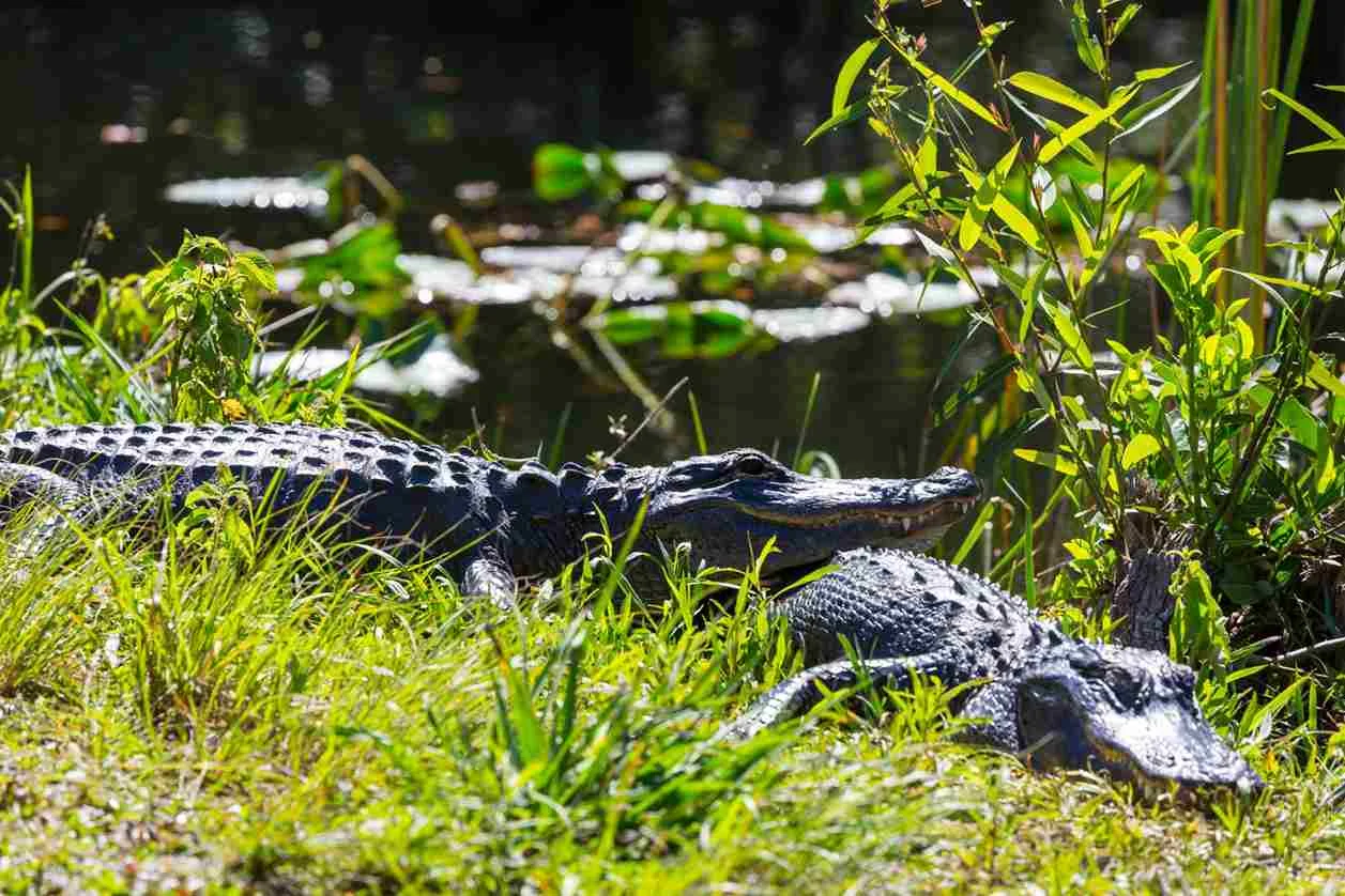 How Tall Is An Alligator - Swamp Fever Airboat Adventures