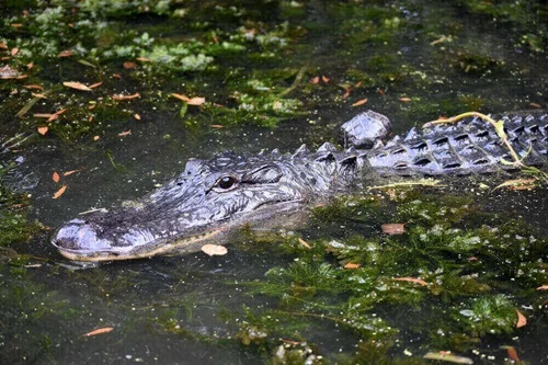 Types Of Alligators - Swamp Fever Airboat Adventures