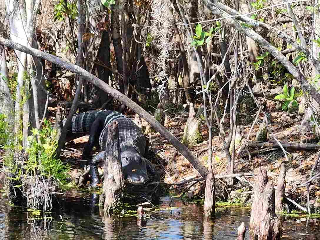 What Does The Biggest Alligator - Swamp Fever Airboat Adventures