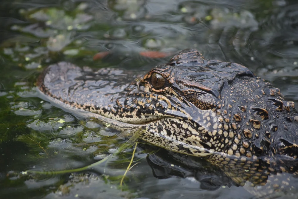 Are Alligators Lizards - Swamp Fever Airboat Adventures
