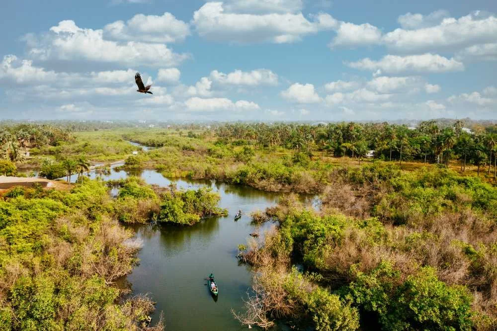 Swamps In The Us - Swamp Fever Airboat Adventures