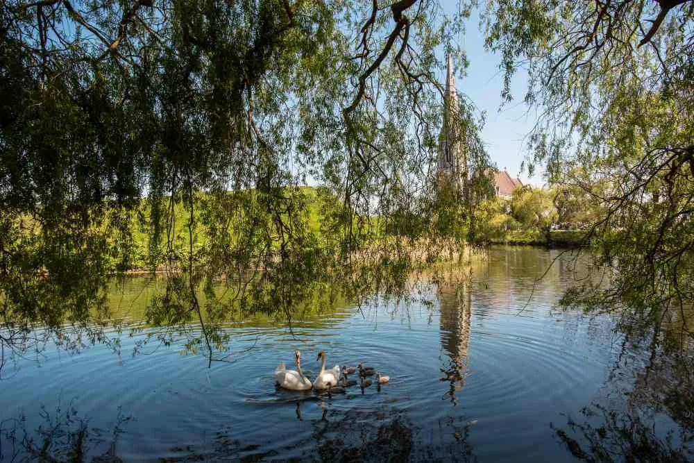 How Are Swamps Formed - Swamp Fever Airboat Adventures