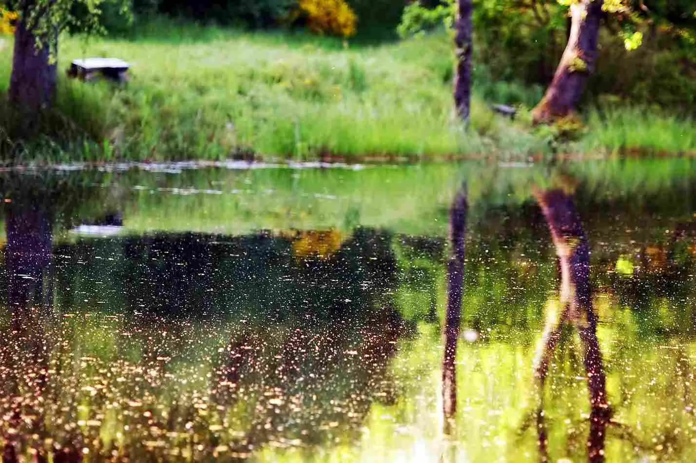 What Lives In Swamps - Swamp Fever Airboat Adventures