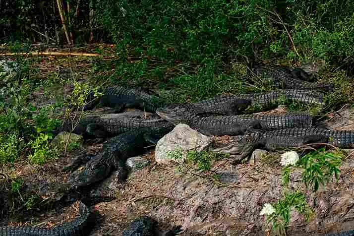 How Big Is A Full Grown Alligator Swamp Fever Airboat Adventures | Swamp Fever