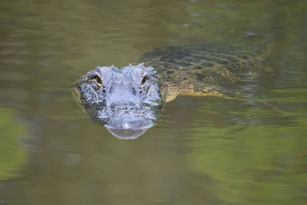 Is A Caiman A Crocodile Or An Alligator - Swamp Fever Airboat Adventures