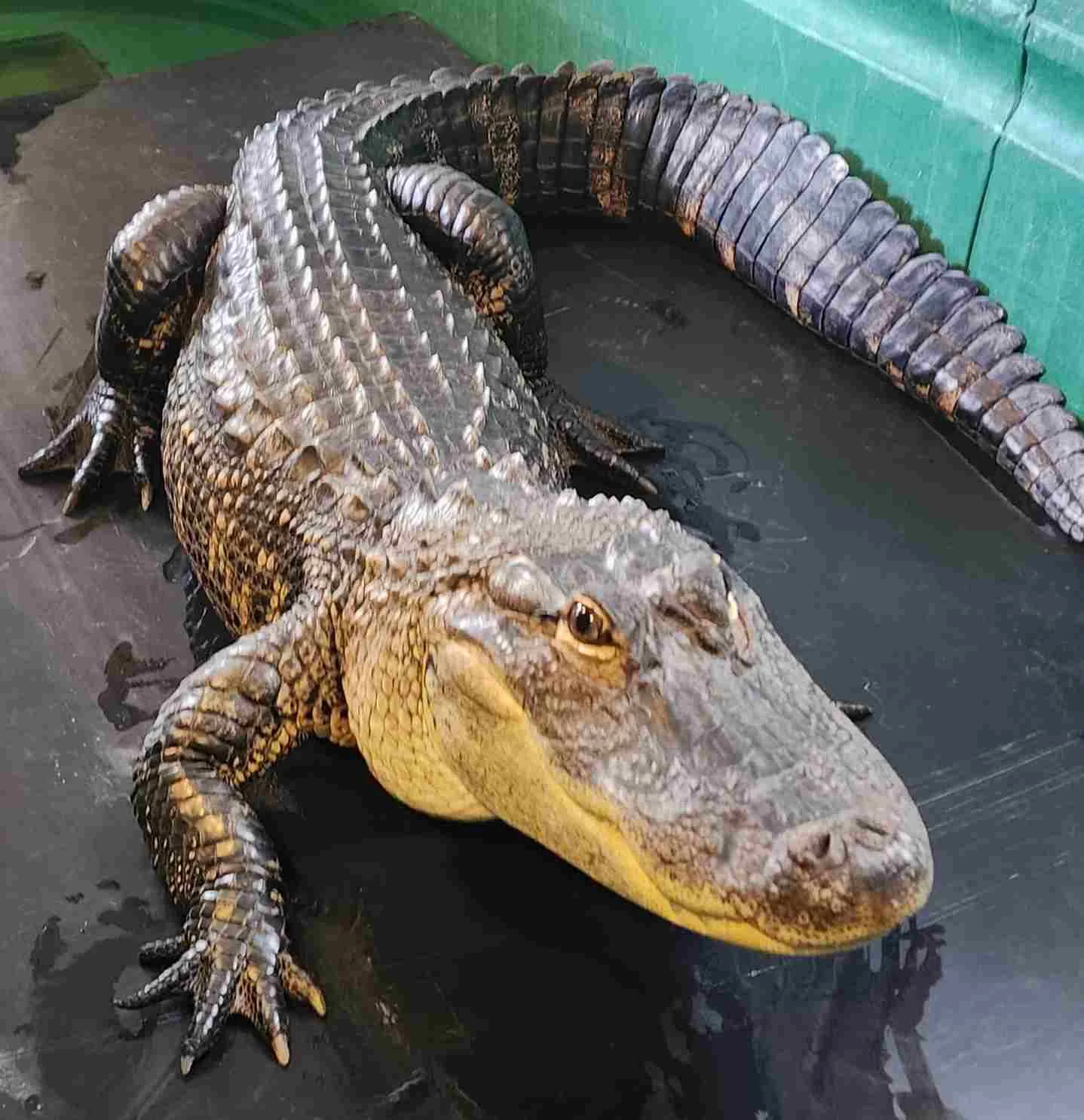 What Is The Rarest Type Of Alligator - Swamp Fever Airboat Adventures