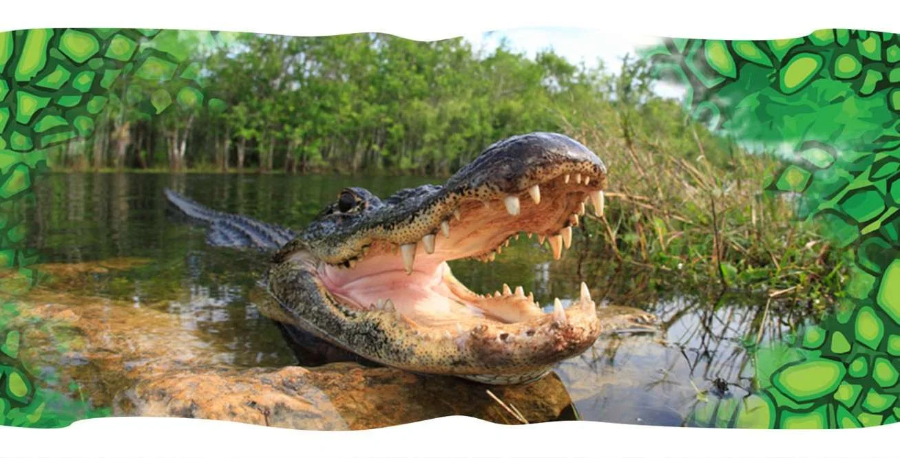 What Is The Largest Alligator - Swamp Fever Airboat Adventures
