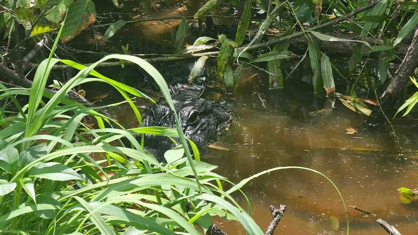 What’s The Difference Between Brumation And Hibernation - Swamp Fever Airboat Adventures