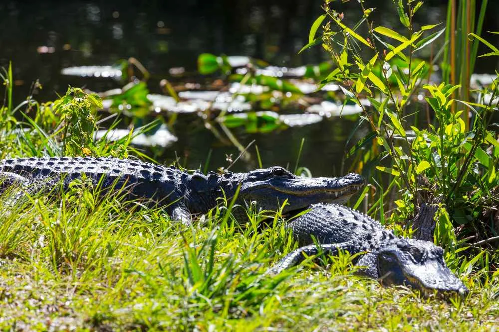 What Is A Small Alligator Called - Swamp Fever Airboat Adventures