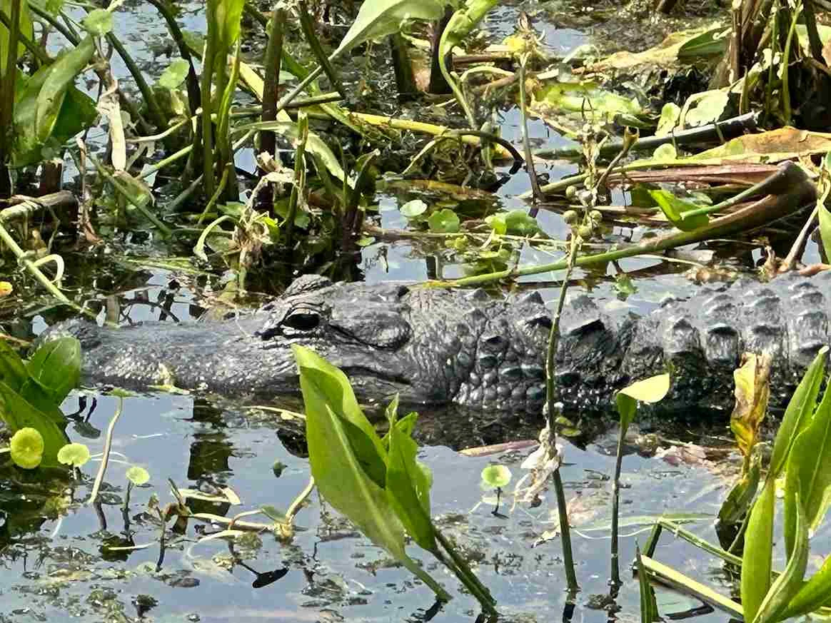 How Big Do Florida Gators Get - Swamp Fever Airboat Adventures