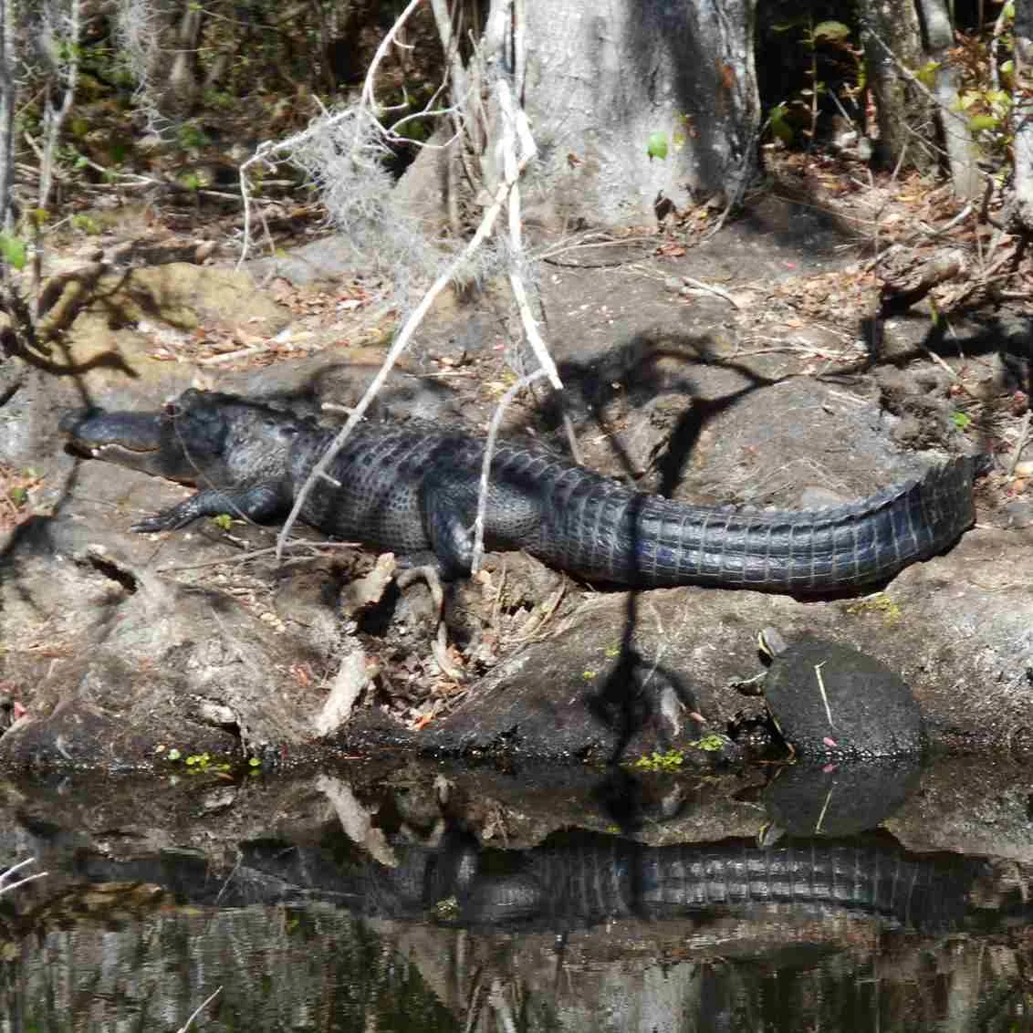 What Kind Of Gators Are In Florida - Swamp Fever Airboat Adventures
