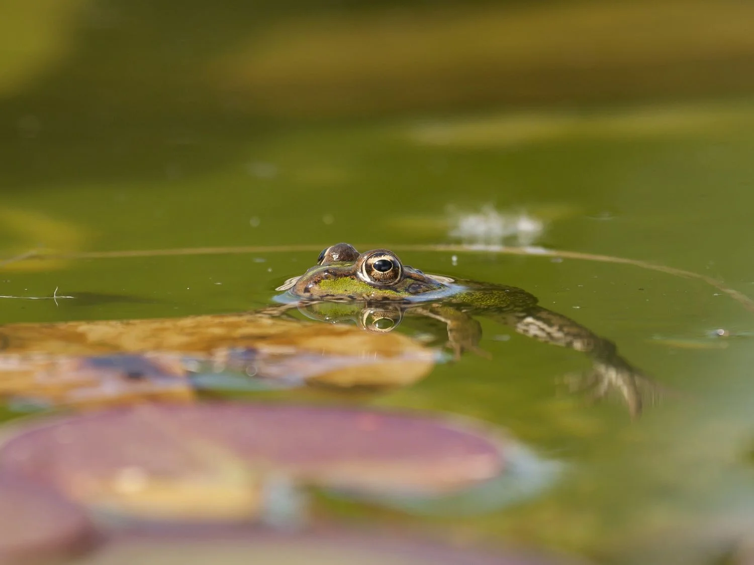 What Is The Most Common Animal In A Swamp - Swamp Fever Airboat Adventures