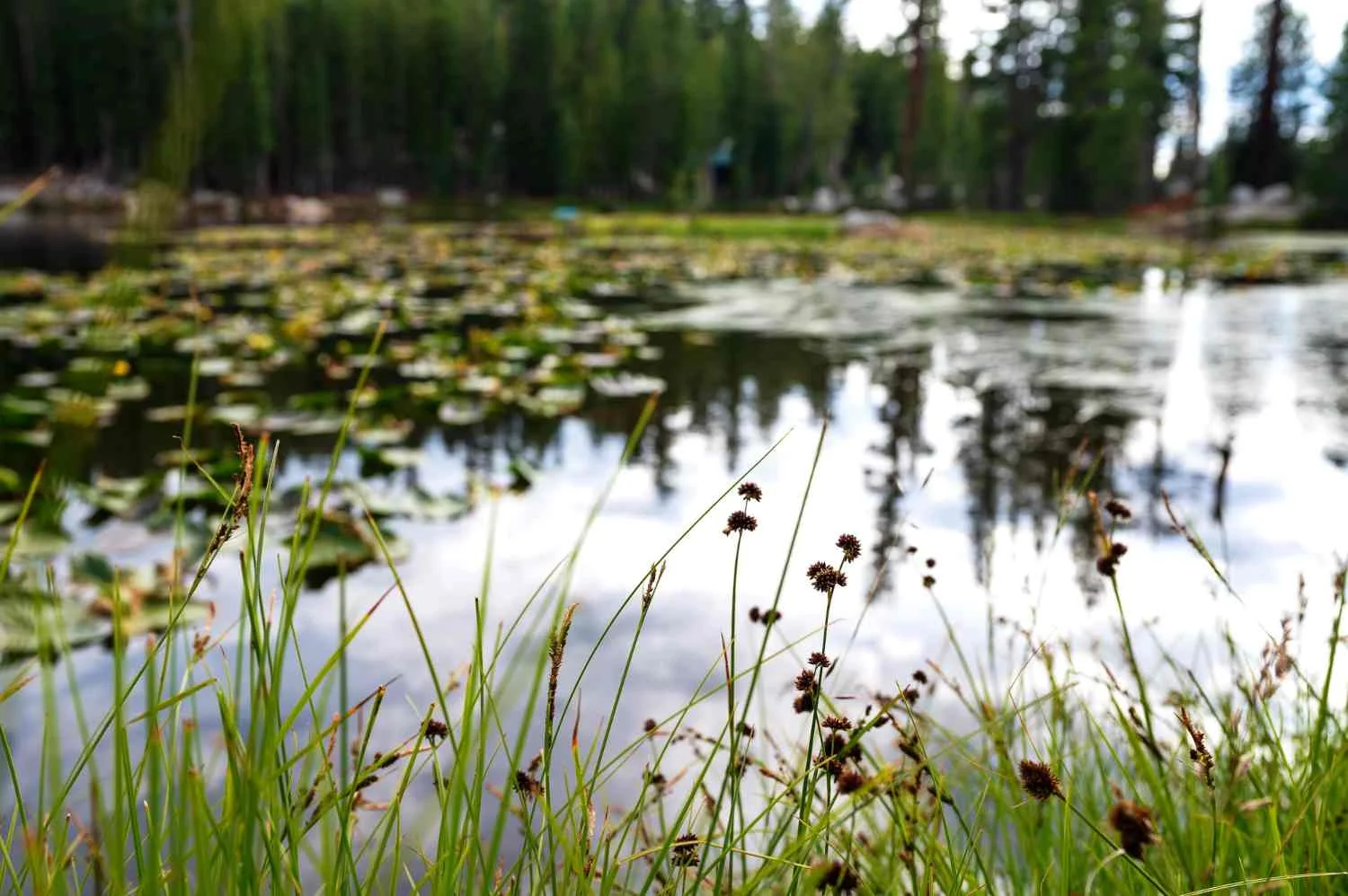 Common Swamp Plants Found In North America - Swamp Fever Airboat Adventures