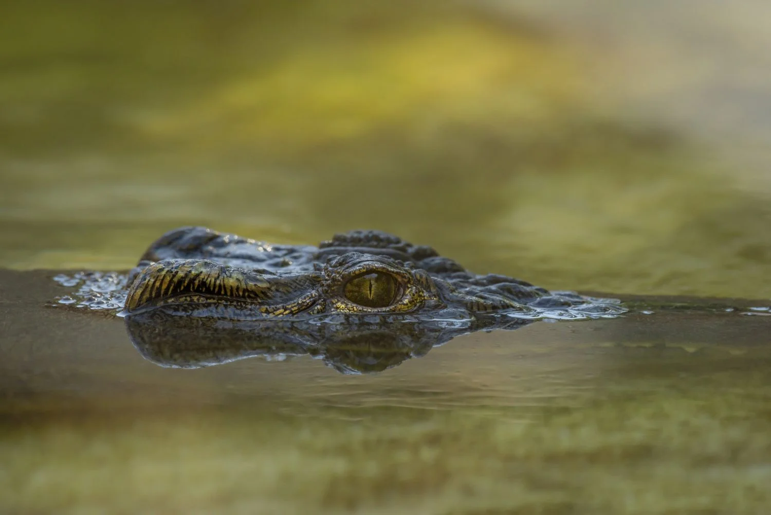 Where Does The American Alligator Live - Swamp Fever Airboat Adventures