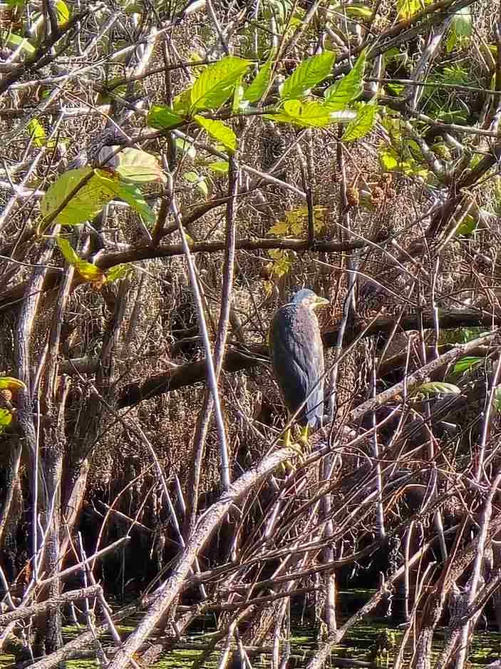 Can I See Rare Birds On A Swamp Tour - Swamp Fever Airboat Adventures