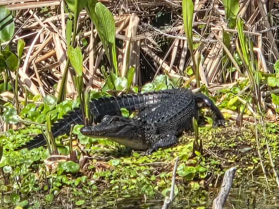 What Is The Best Time Of Year For Gator Tours - Swamp Fever Airboat Adventures