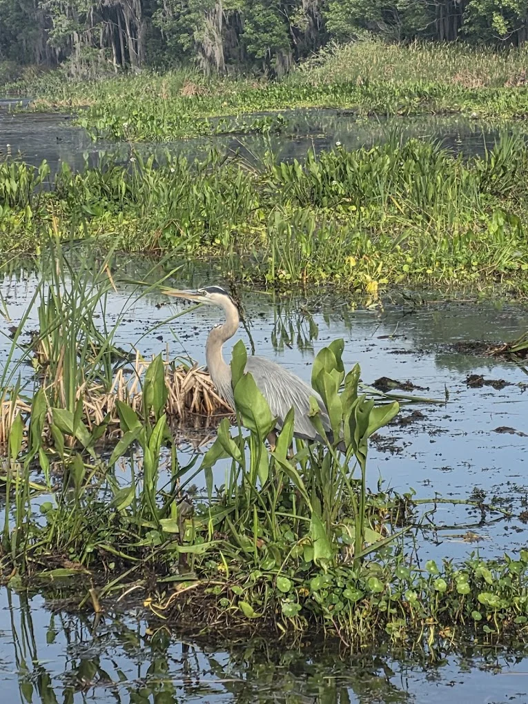 What Wildlife Other Than Gators Can You Spot - Swamp Fever Airboat Adventures